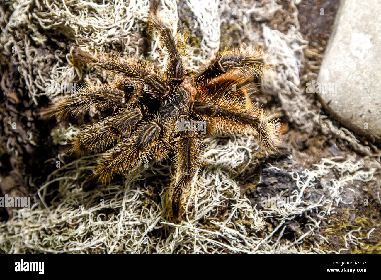 the image of an exotic animal spider theraphosa blondi Stock Photo