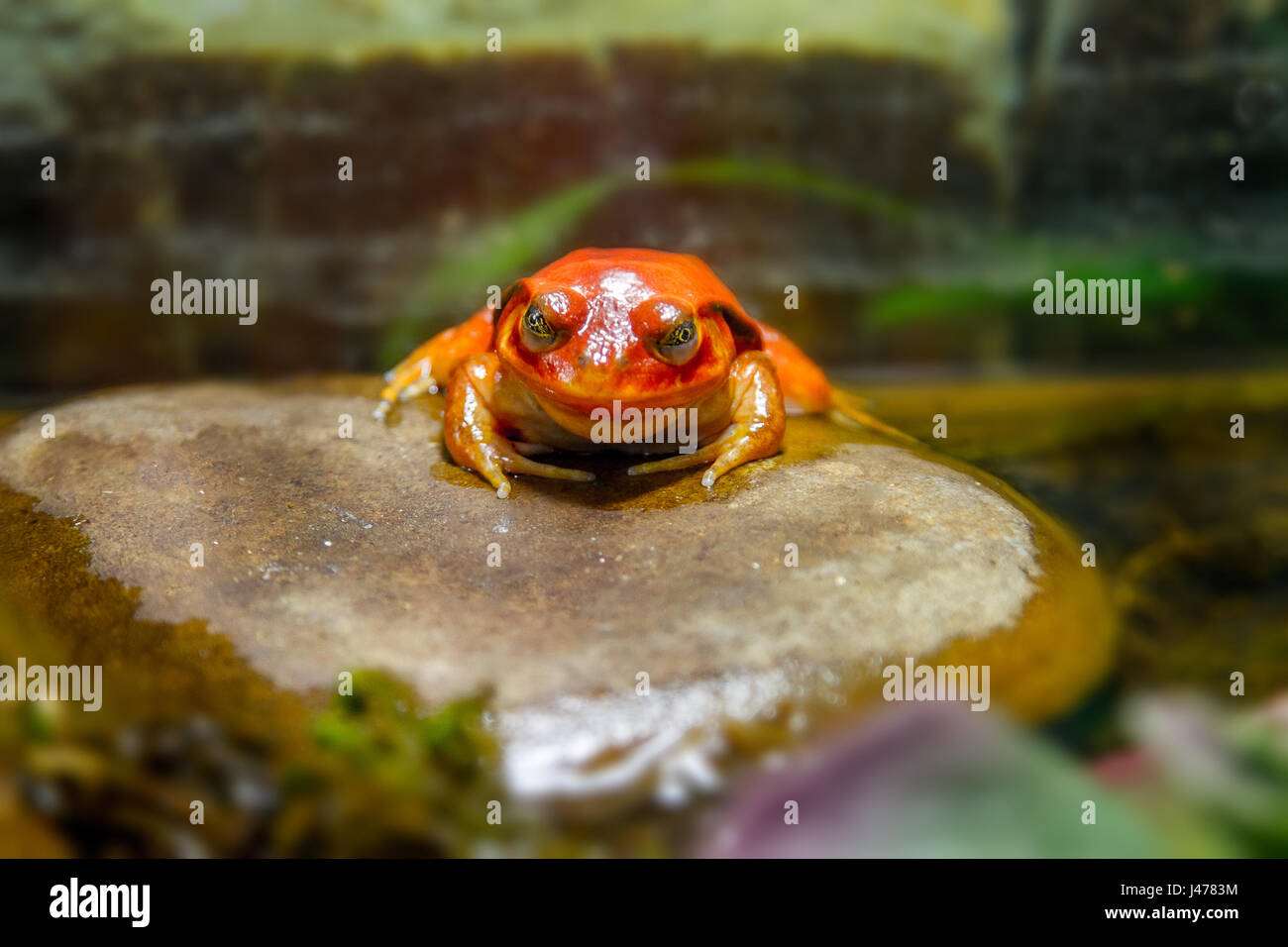 Image exotic amphibian animal frog tomato Stock Photo