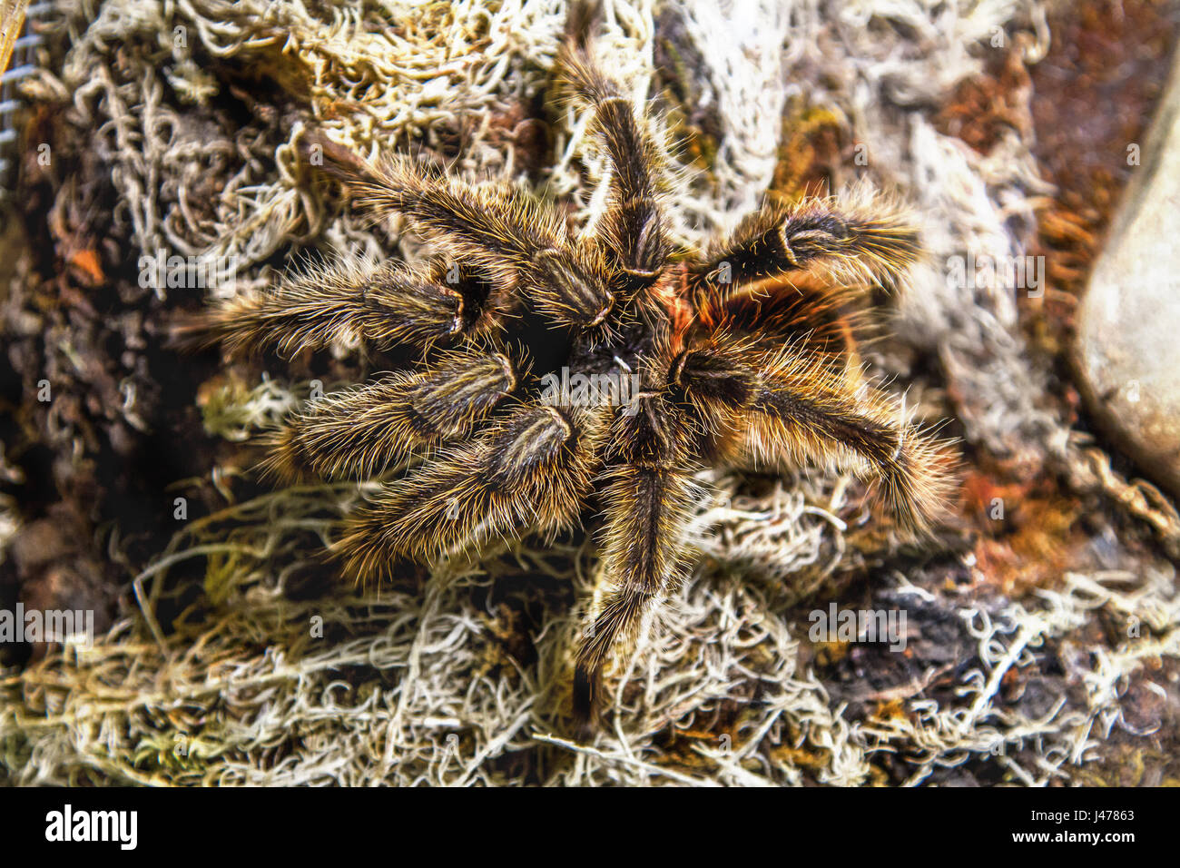 the image of an exotic animal spider theraphosa blondi Stock Photo