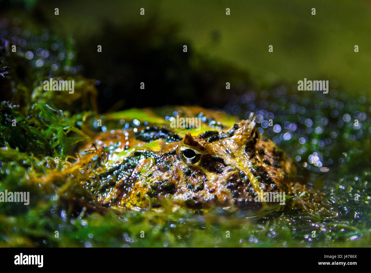 a Image exotic amphibians Brazilian horned toadf Stock Photo - Alamy