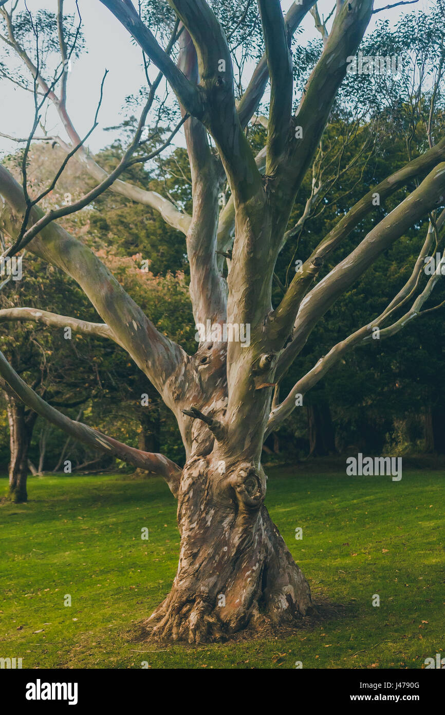An ancient gnarly tree growing on a grassy meadow located at tollymore