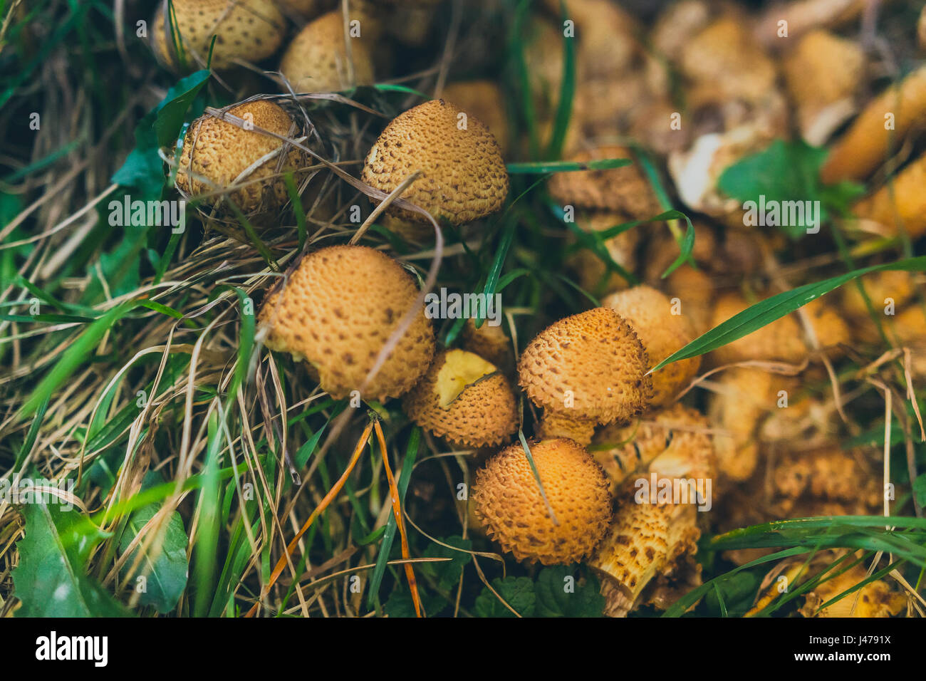 Mushrooms grow in large clusters at the base of trees surrounded by grass at the tollymore forest park in newcastle, county down, northern ireland, uk Stock Photo