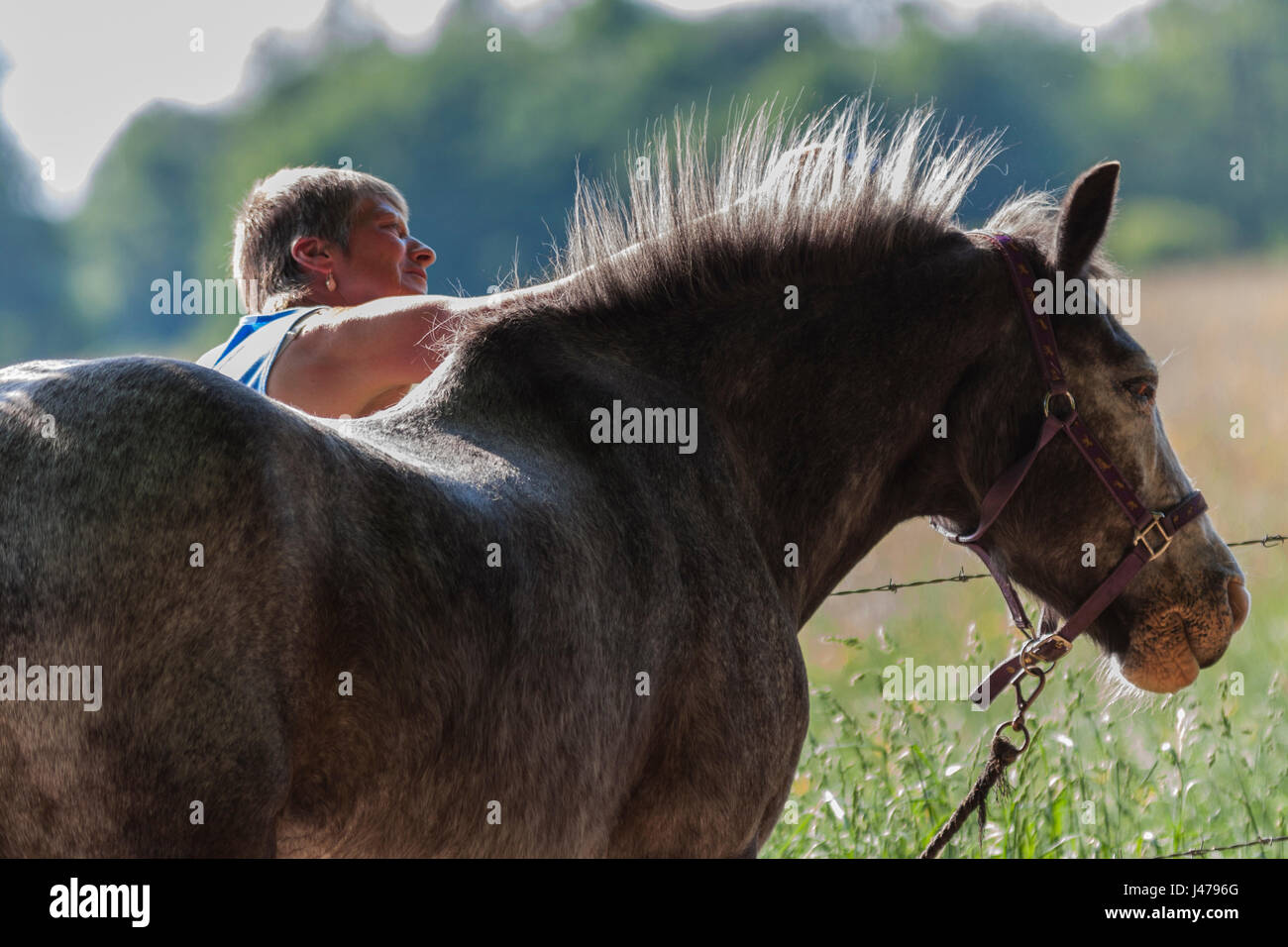 Woman gooming a horse, Osterley Park, Isleworth, Middlesex, England  <a href='https://prime.500px.com/photos/125914325'>License with 500px</a>  <a hre Stock Photo