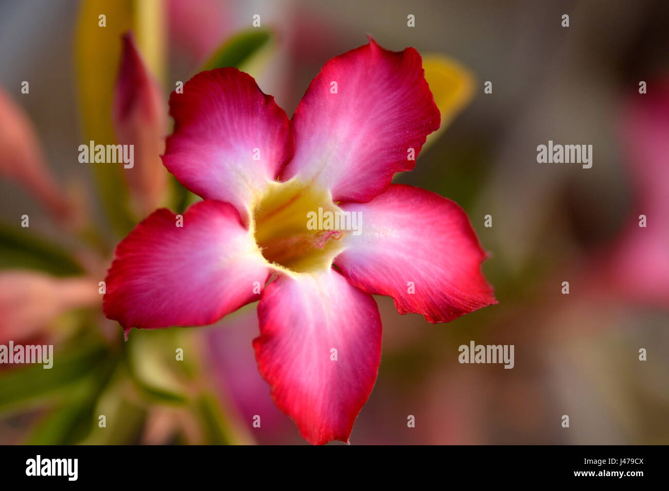 Adenium Desert Flowers in Festival city, Dubai, United Arab Emirates Stock Photo Alamy