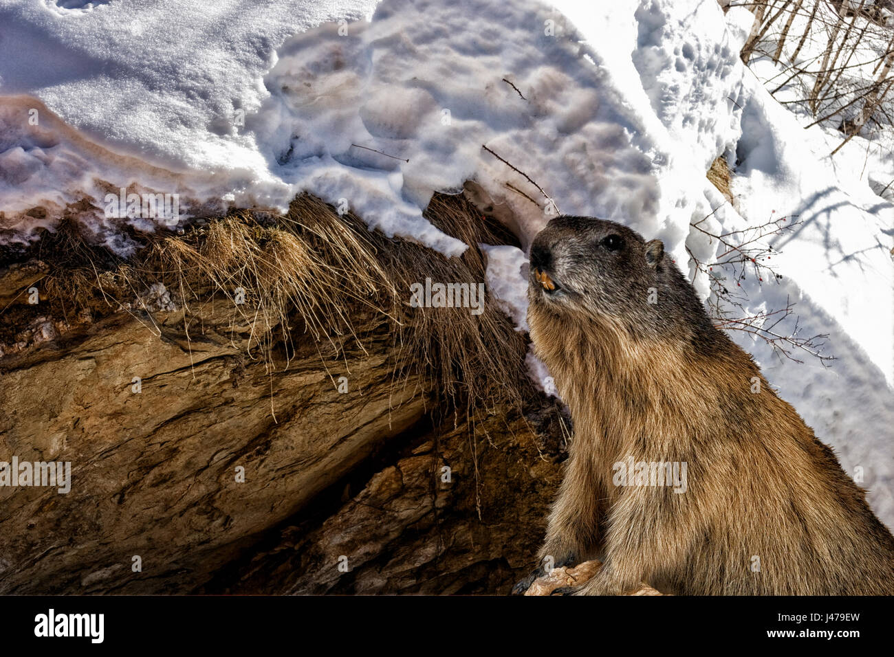 Beaver by some snow covered rocks. Stock Photo