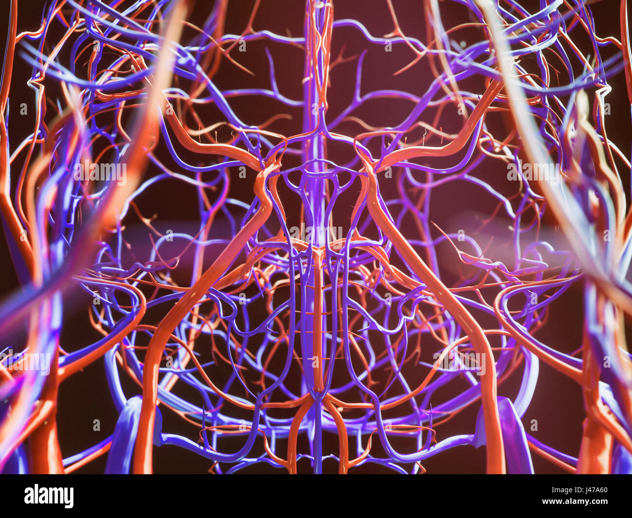 Blood vessels of a human - close-up - 3D Rendering Stock Photo - Alamy
