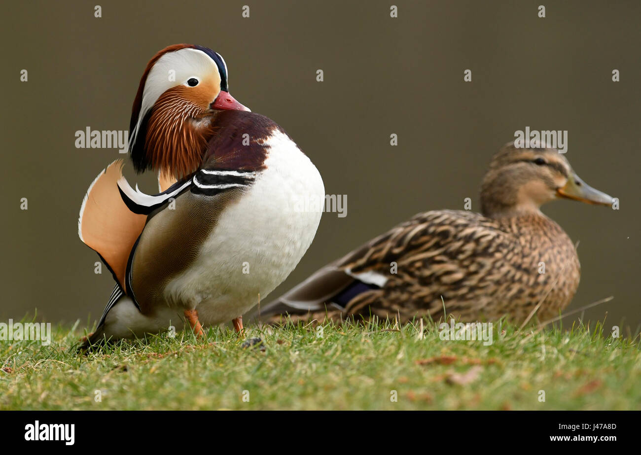 Mandarin duck male (Aix galericulata Stock Photo - Alamy