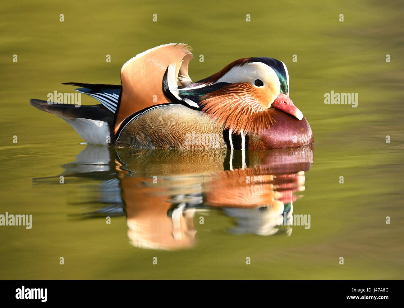 Mandarin duck male (Aix galericulata Stock Photo - Alamy