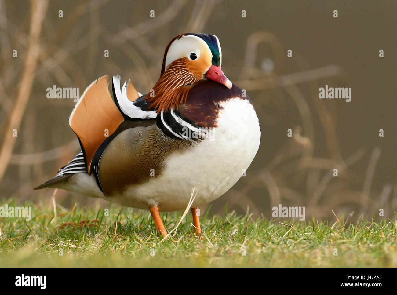 Mandarin duck male (Aix galericulata Stock Photo - Alamy