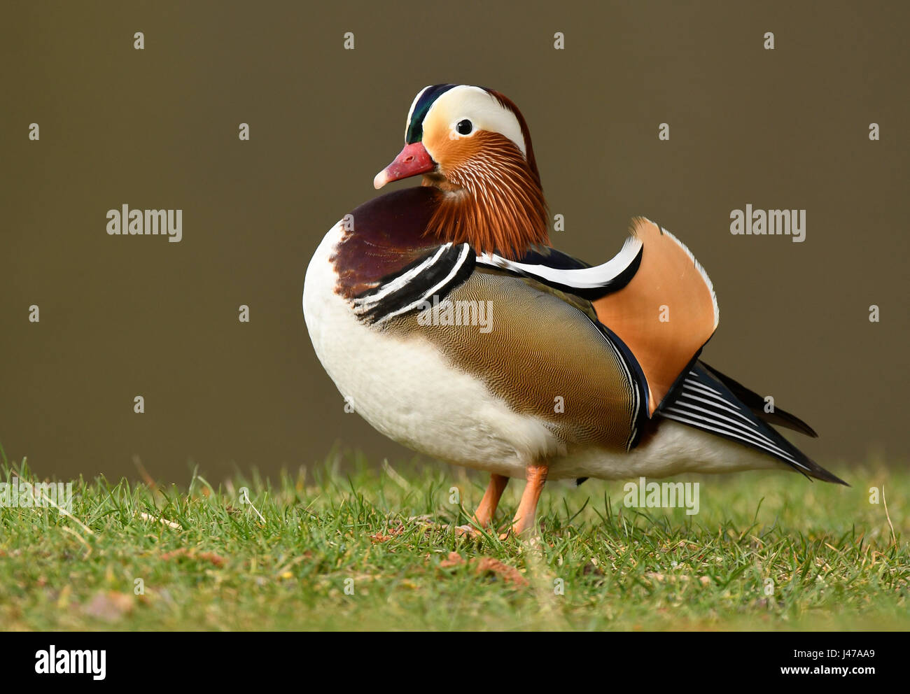 Mandarin duck male (Aix galericulata Stock Photo - Alamy