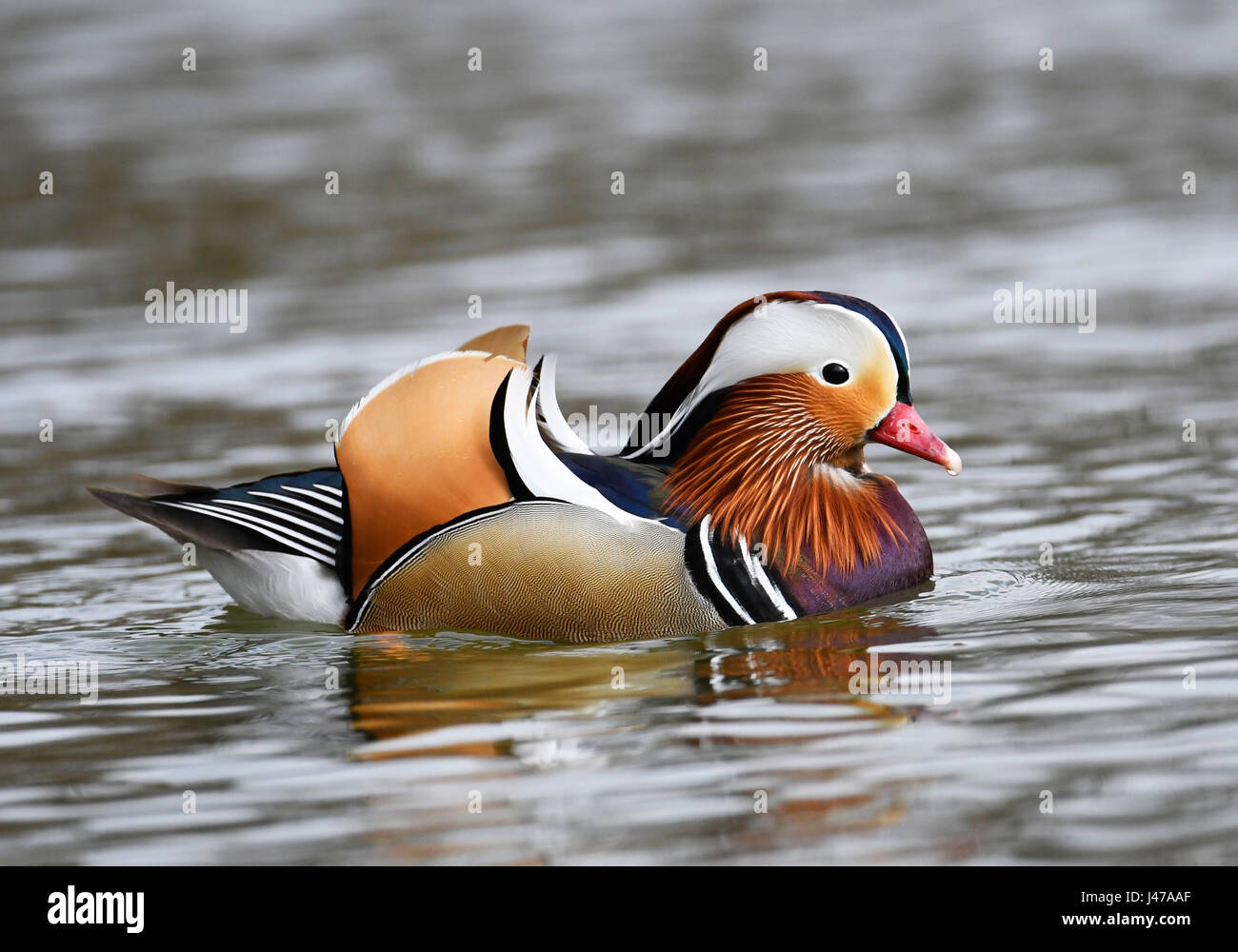 Mandarin duck male (Aix galericulata Stock Photo - Alamy
