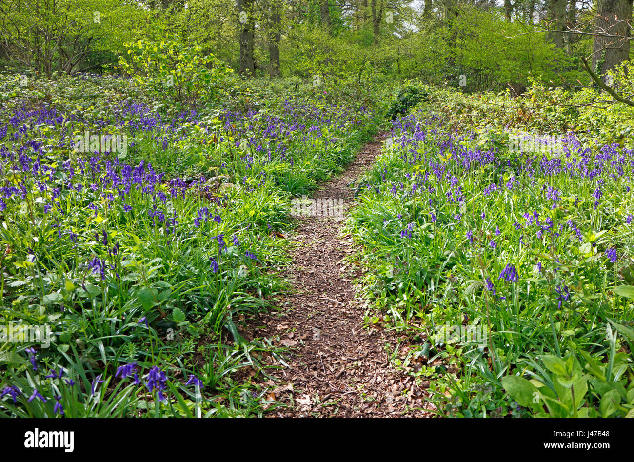 A woodland path through bluebells in spring in the Great Wood at Blickling, Norfolk, England, United Kingdom. Stock Photo