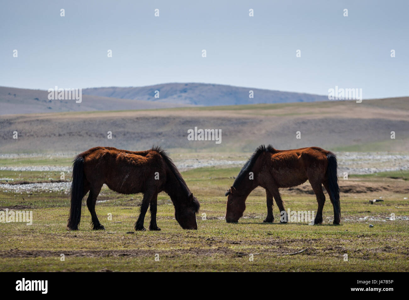 Two wild horses in Mongolian steppe on hills background Stock Photo - Alamy