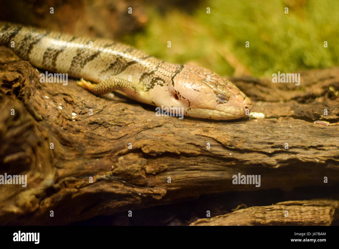 Vintage zoo animals hi-res stock photography and images - Alamy