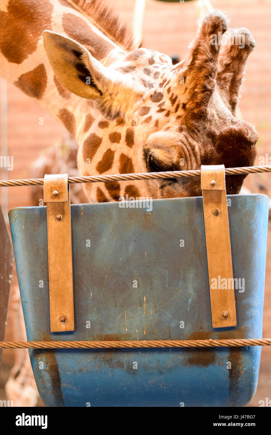Baby giraffe eating Stock Photo - Alamy
