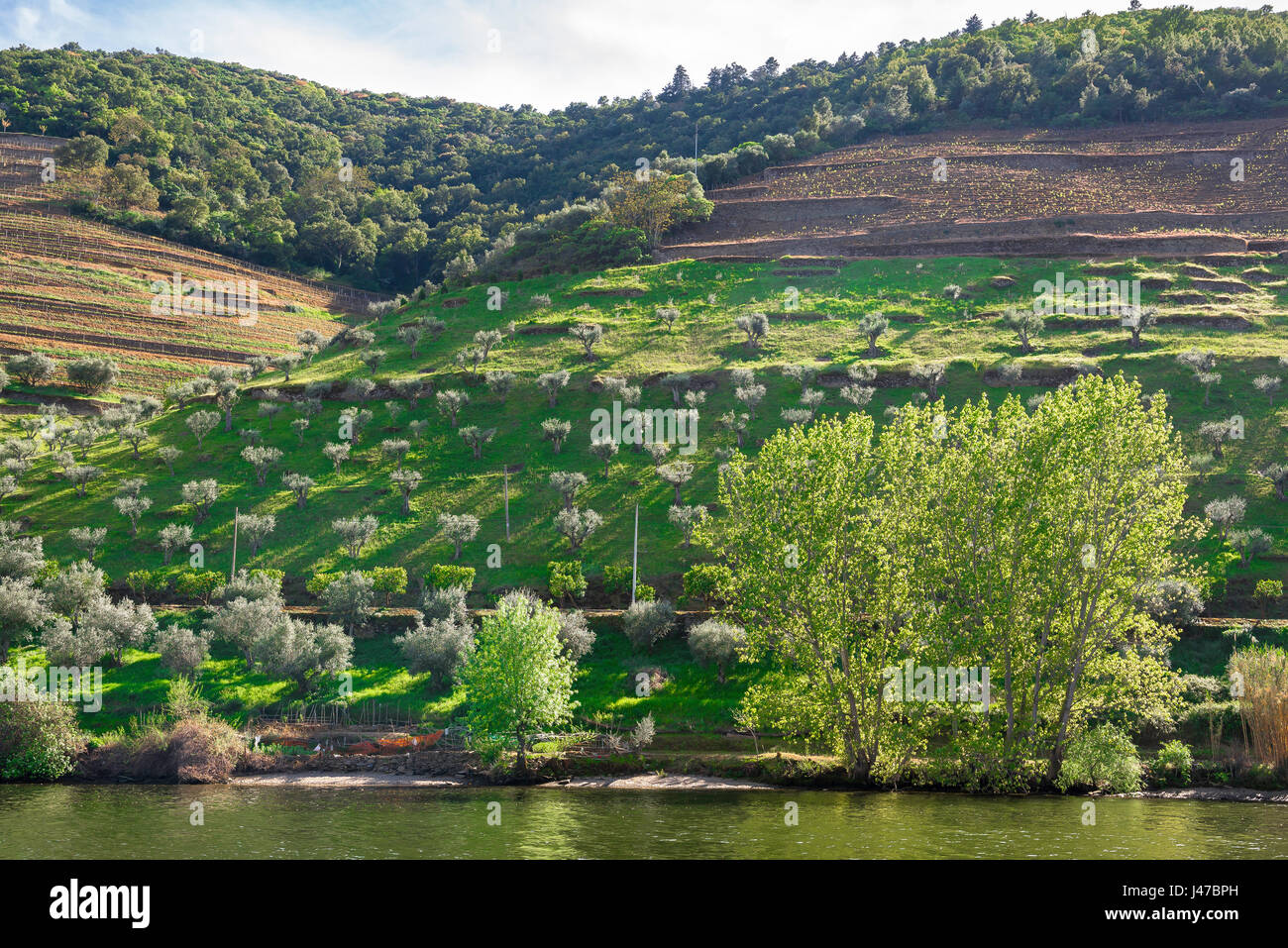 Portugal Douro Valley, a terraced hillside in spring along the Douro