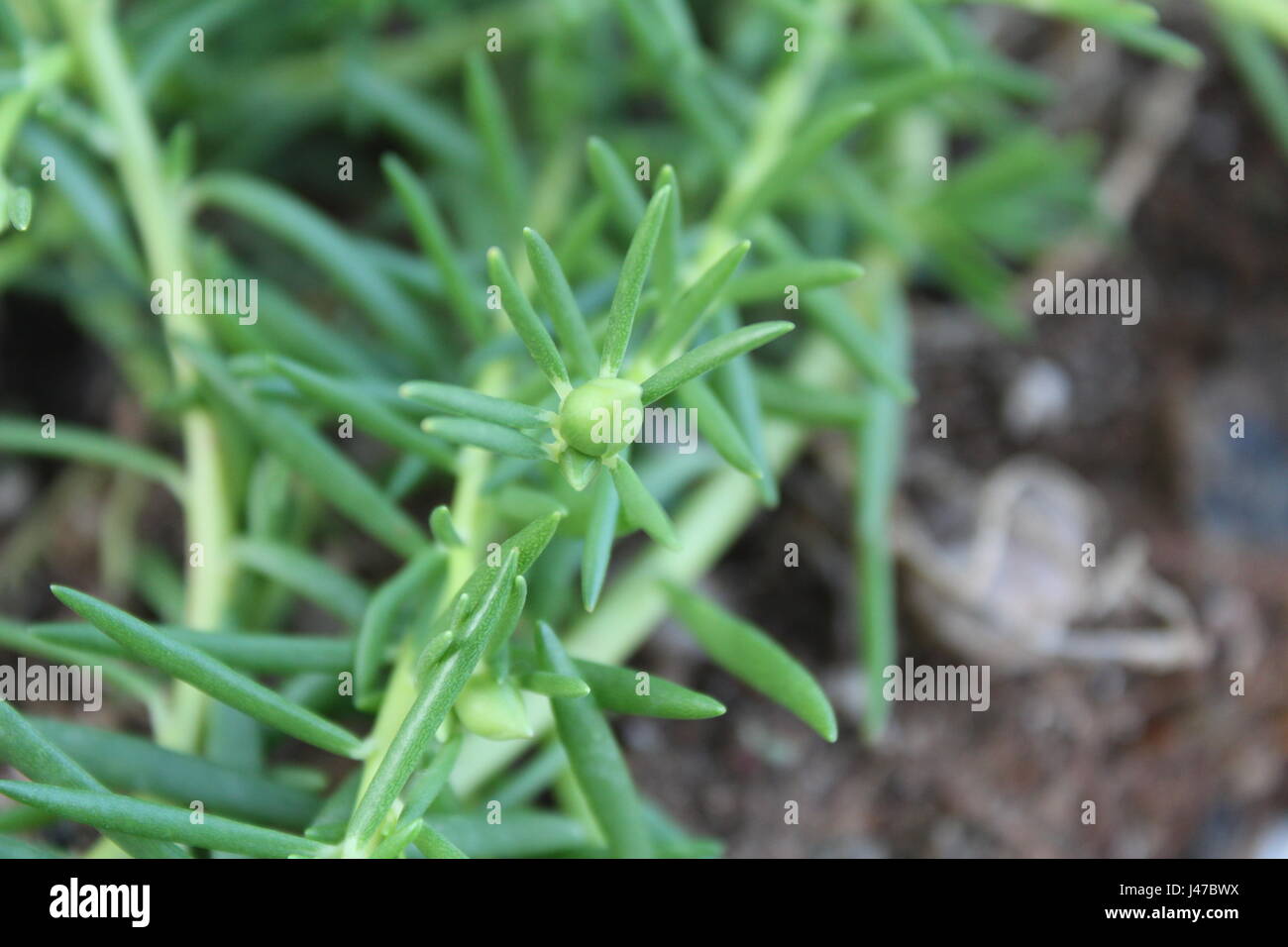 Croton Pot Plant Stock Photo