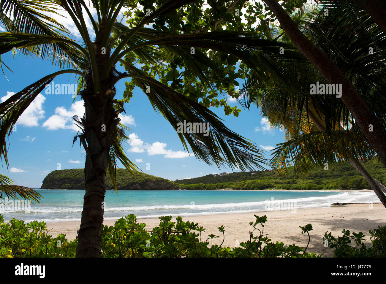 Palm trees around La Sargesse Beach in Southeast Grenada, West Indies, The Caribbean Stock Photo