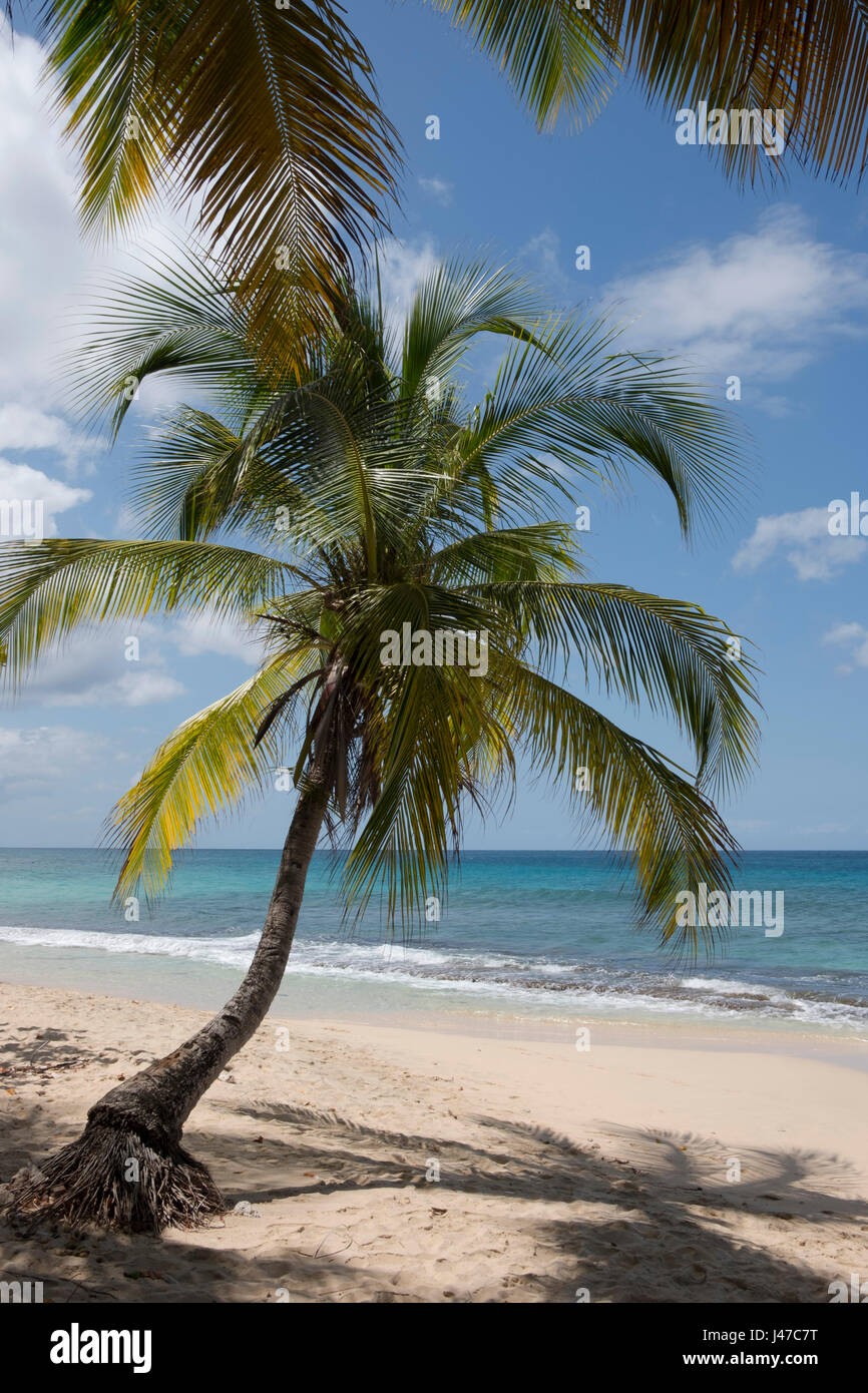Palm trees on Magazin Beach overlooking the sea in Grenada, The Caribbean Stock Photo