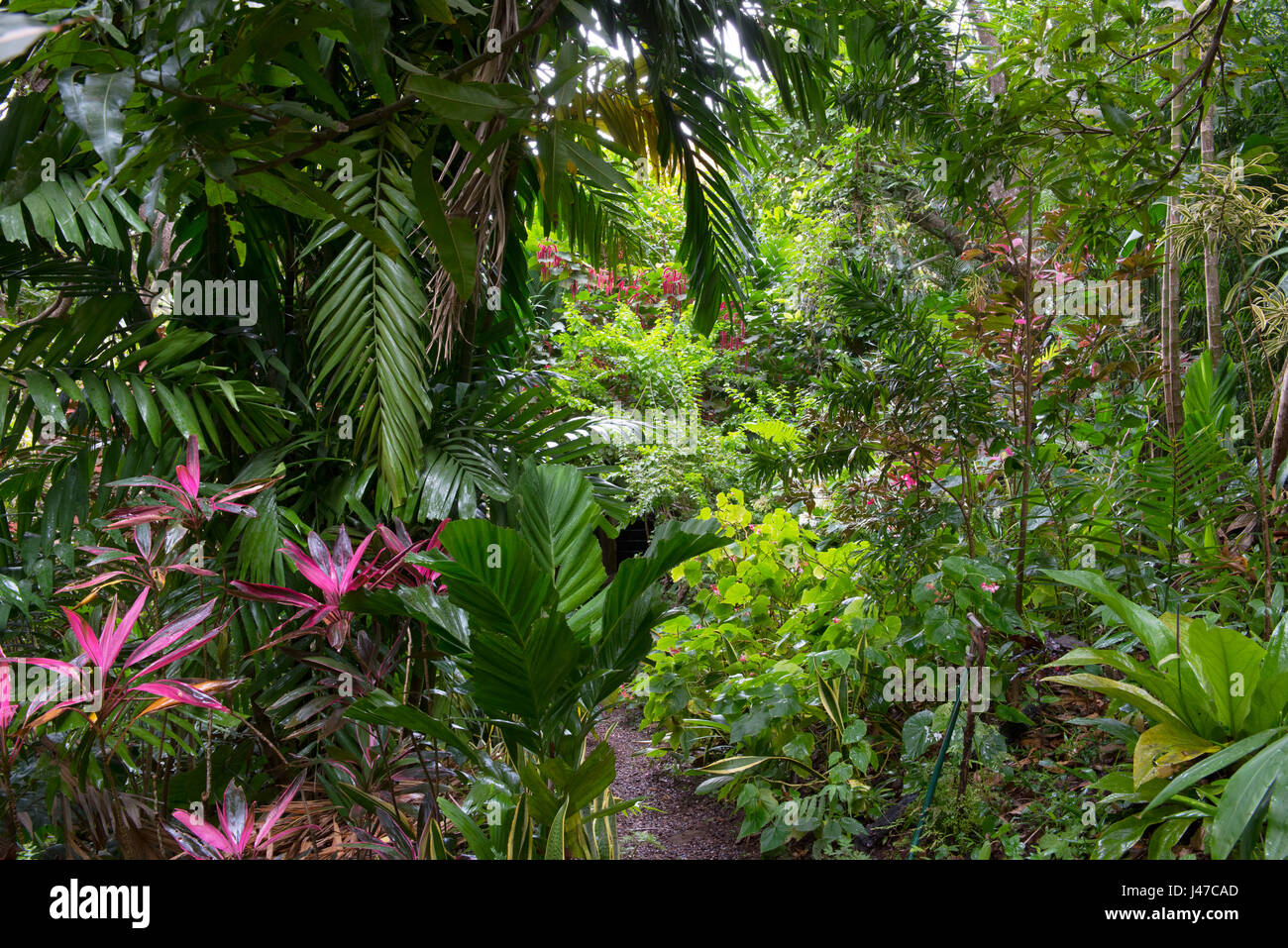 Purple leaved Cordyline Fruiticosa, palm trees and other tropical plants in the Gemrose Eden Garden, St. David's, Grenada Stock Photo