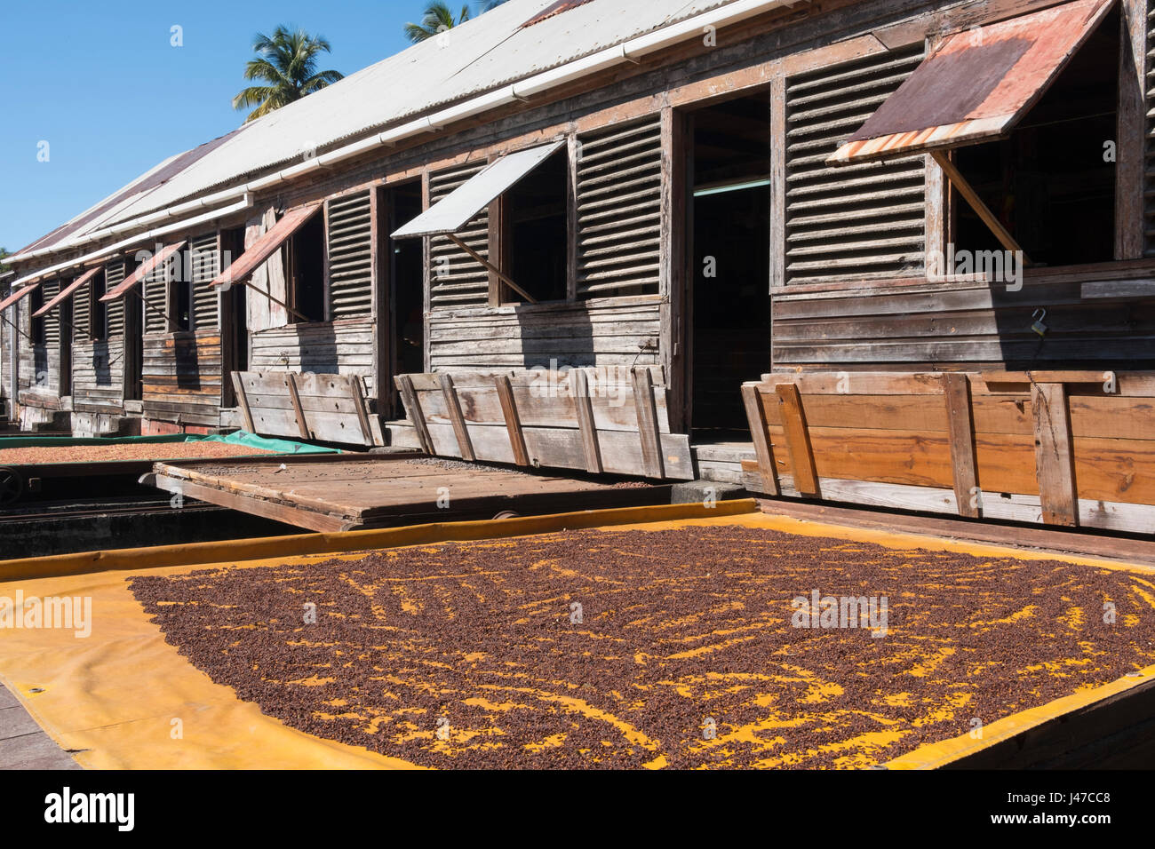 Trays of cloves drying the sun at the drying house on the Douglaston