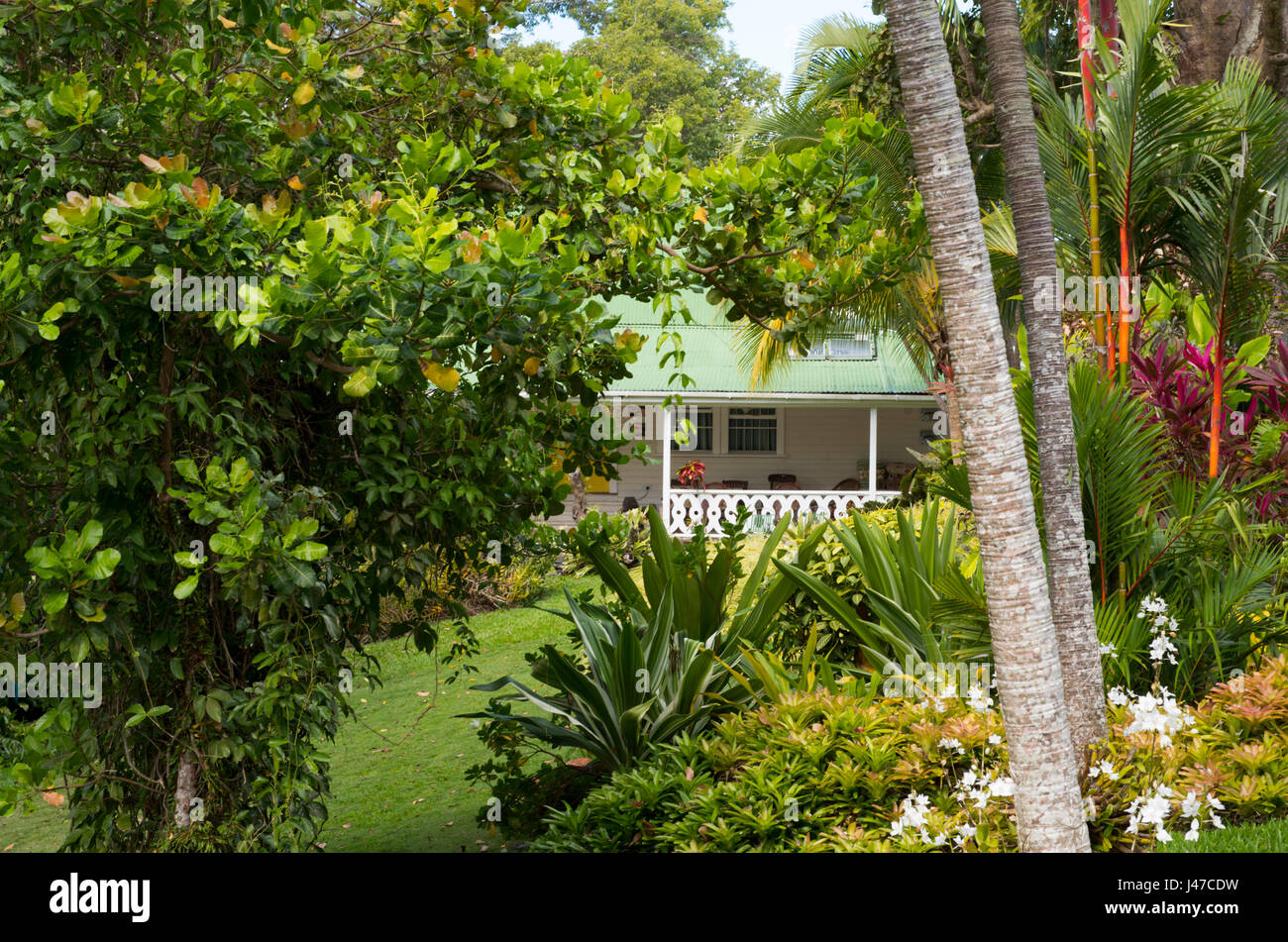 Palm trees and tropical plants near a traditonal plantation style
