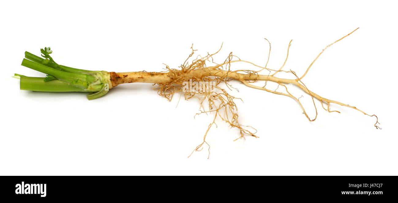 The root of the coriander plant Stock Photo - Alamy
