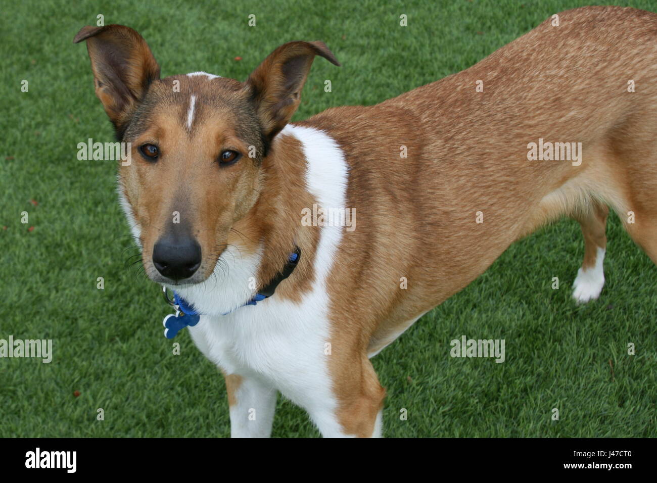 Smooth Coated Collie Stock Photo