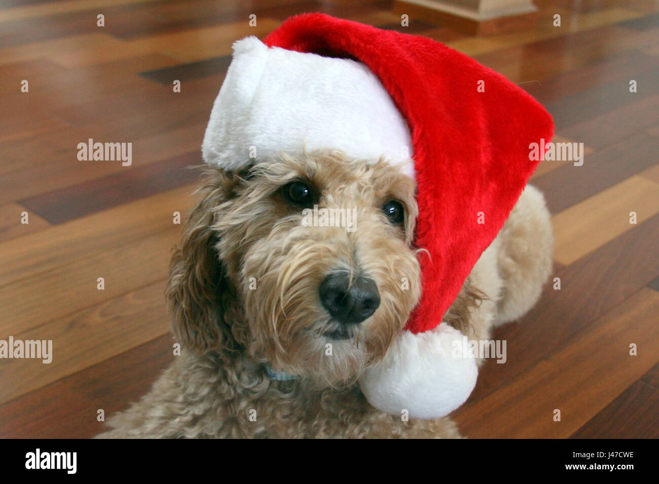 foldable pet playpen large