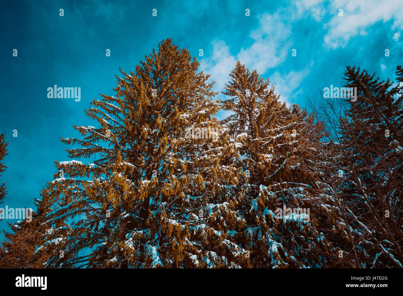 Forest with fir trees Stock Photo - Alamy