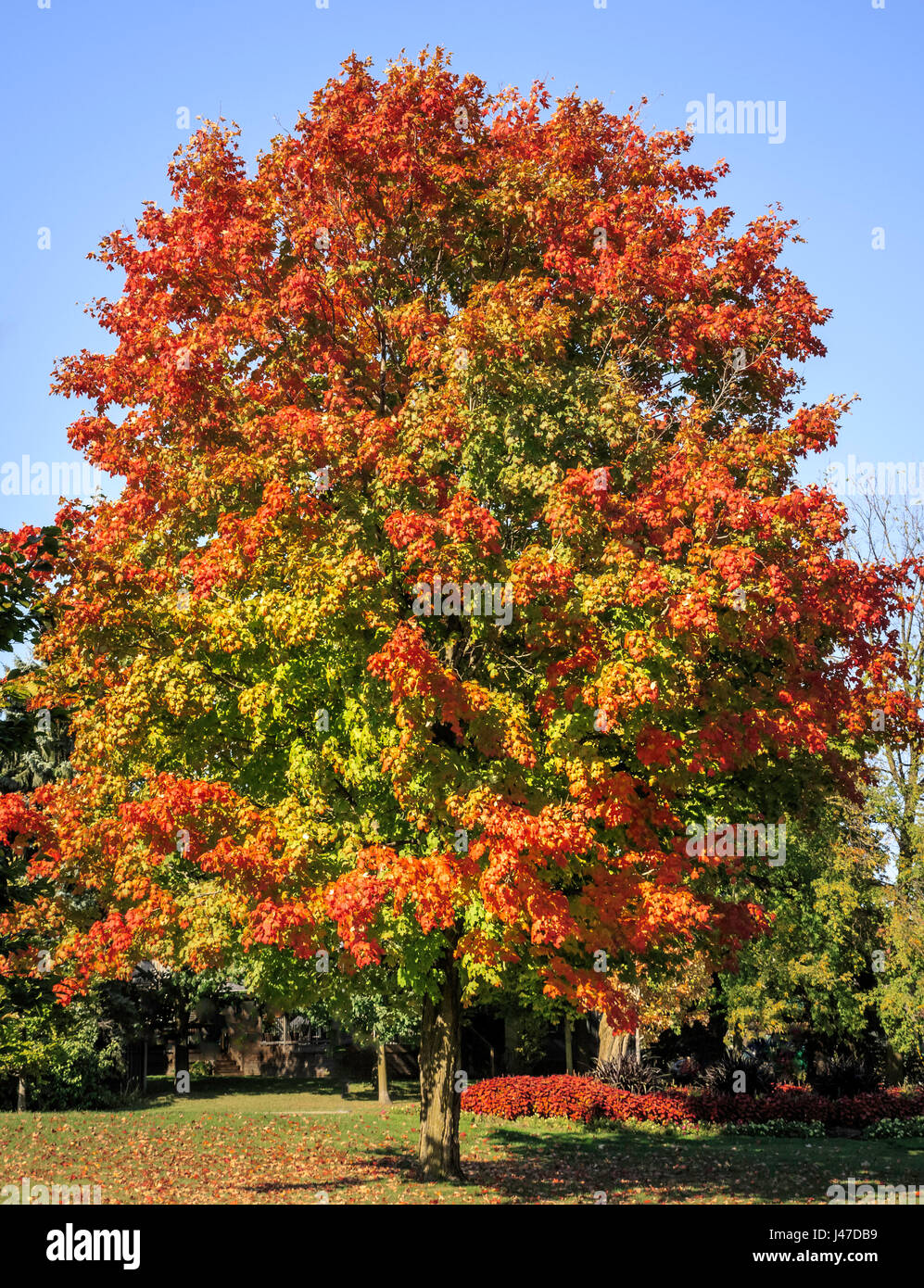 pix Maple Trees In Ontario Canada https www alamy com stock photo large maple tree in ontario canada with leaves changing color in early 140305741 html