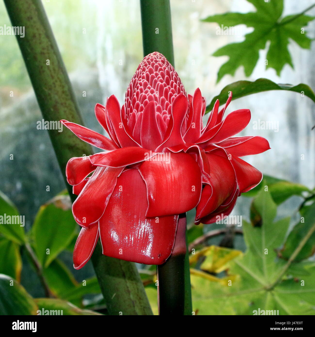 Southeast Asian torch ginger flower (Etlingera elatior) Stock Photo
