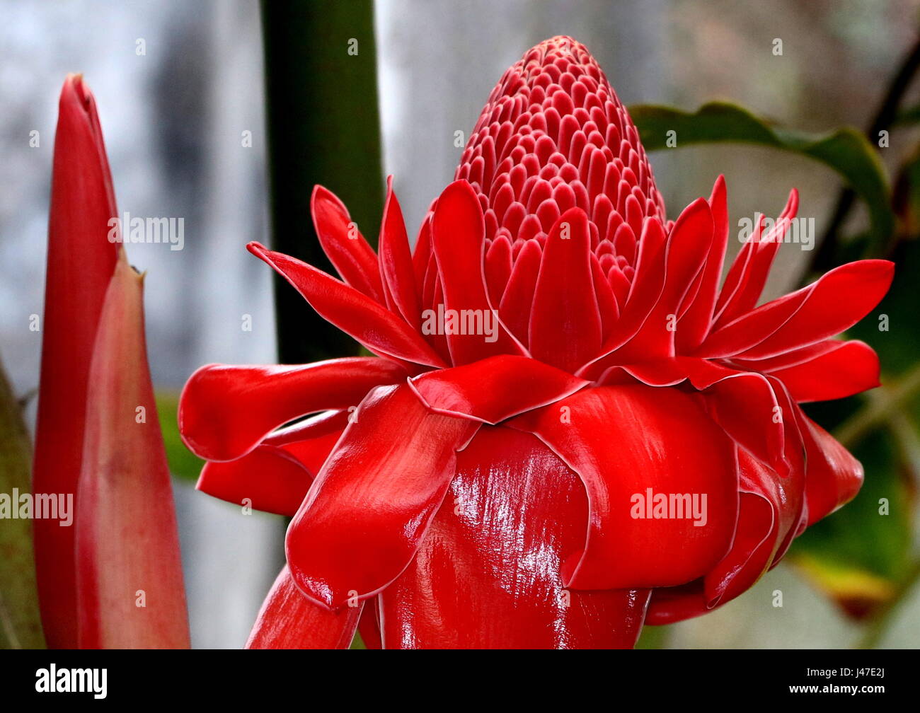Southeast Asian torch ginger flower (Etlingera elatior) Stock Photo