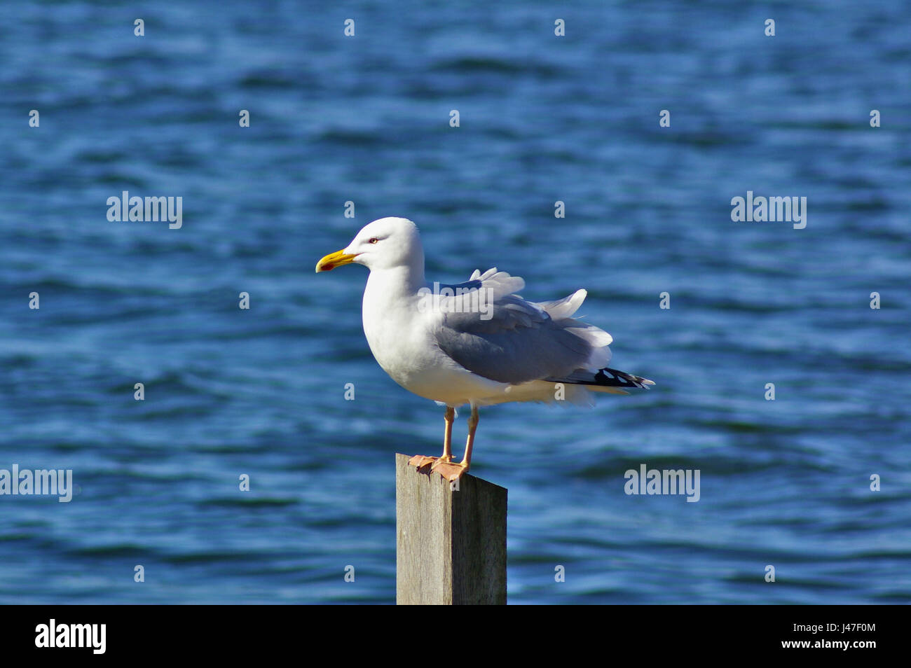 Herring gull with wind-ruffled feathers sitting atop a mooring post with blue water in the background Stock Photo
