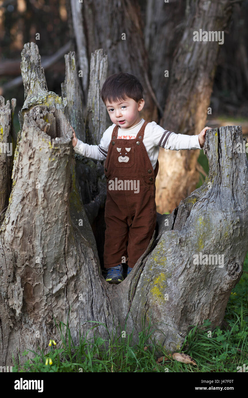 Cute little mixed race boy toddler with brown hair in brown corduroy overalls standing in a oak tree stump Stock Photo