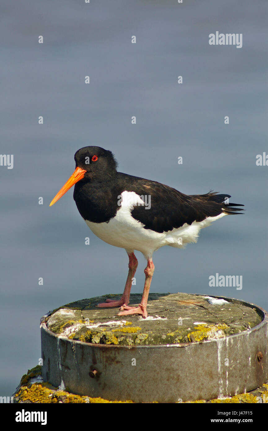 Oystercatcher perched on a mooring post on the German seashore Stock Photo