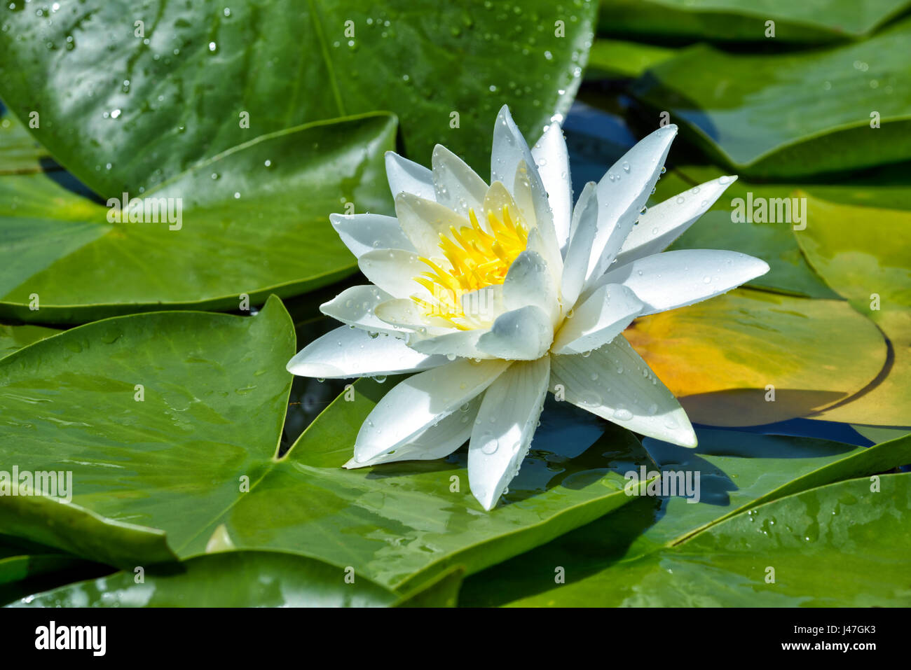 Beautiful White lily on the lake among green leaves Stock Photo