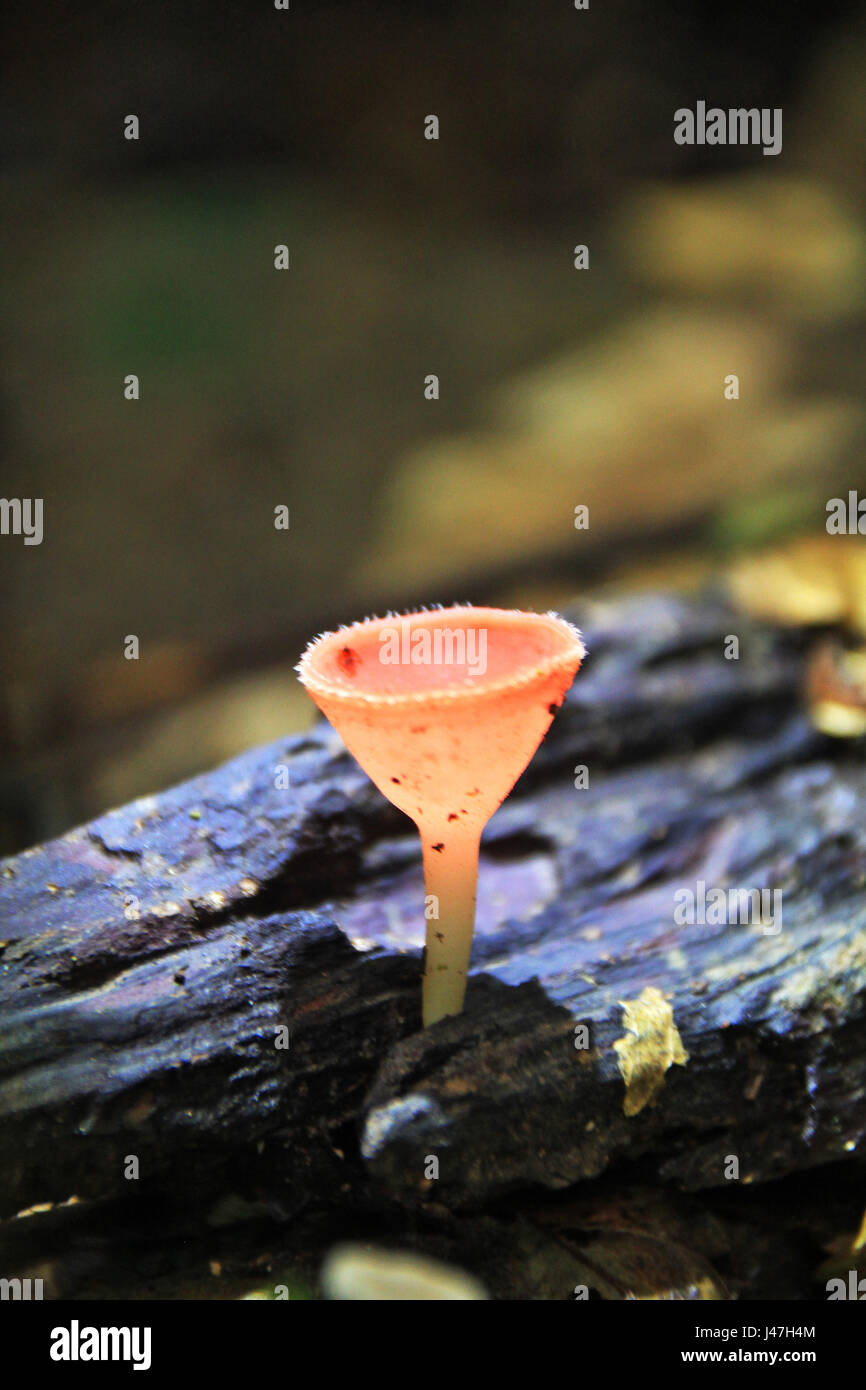 Orange mushroom or Champagne mushroom in rain forest, Thailand. Stock Photo