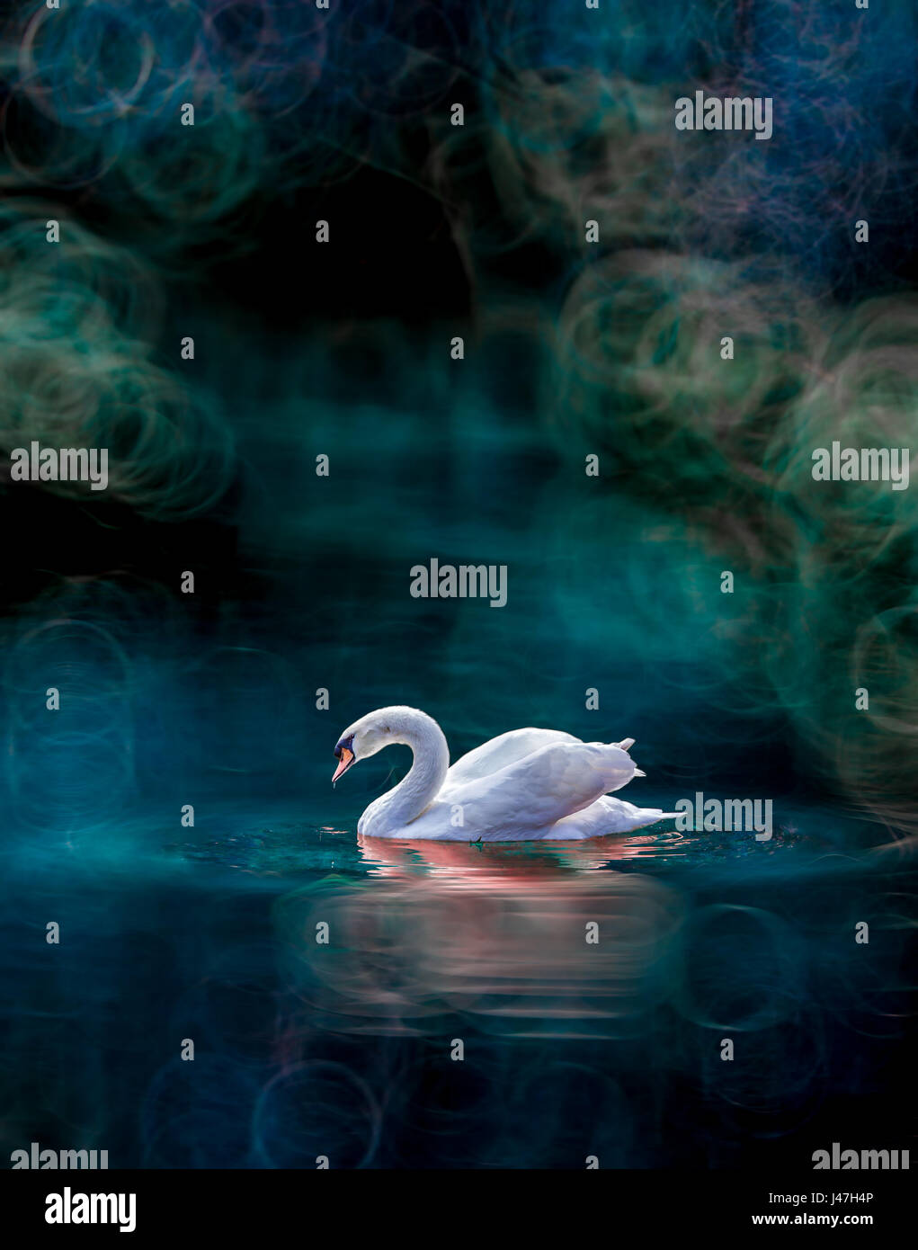 Fairy swan with abstract background Stock Photo