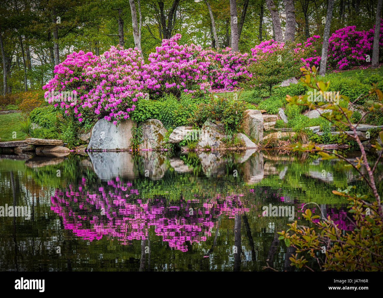 Flowers surround pond and Mountain Laurel fill the air with color in the NC mountains Stock Photo