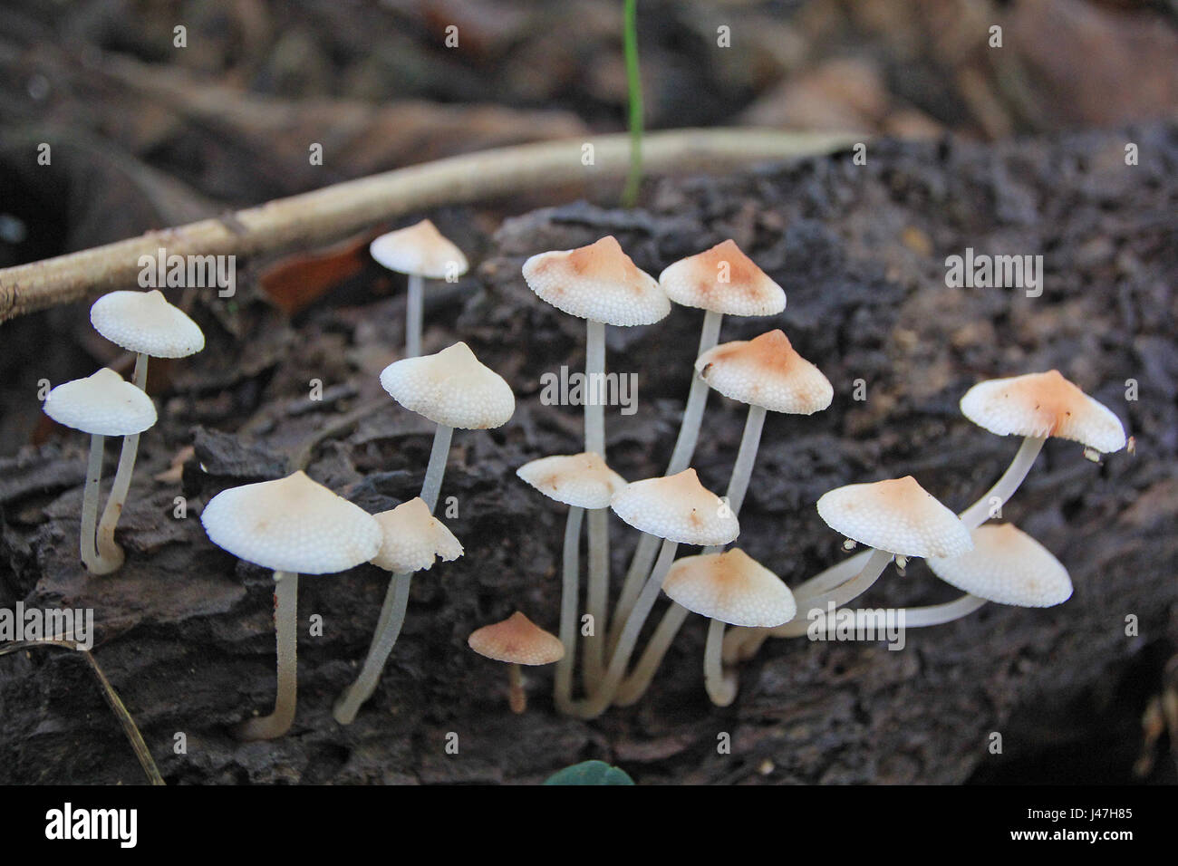 Many mushroom in the rain Forest Thailand Stock Photo