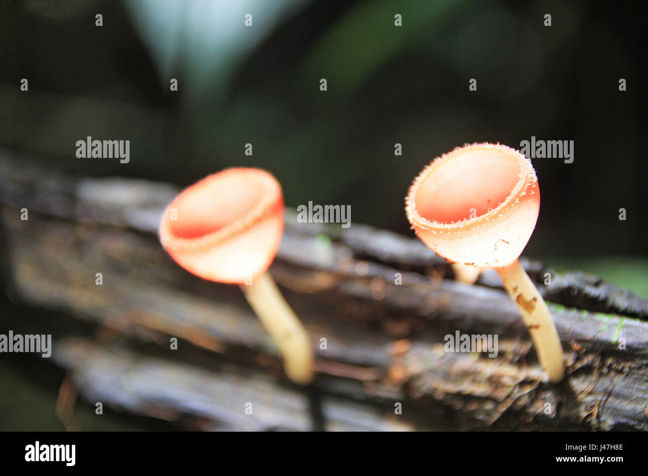 Orange mushroom or Champagne mushroom in rain forest, Thailand. Stock Photo