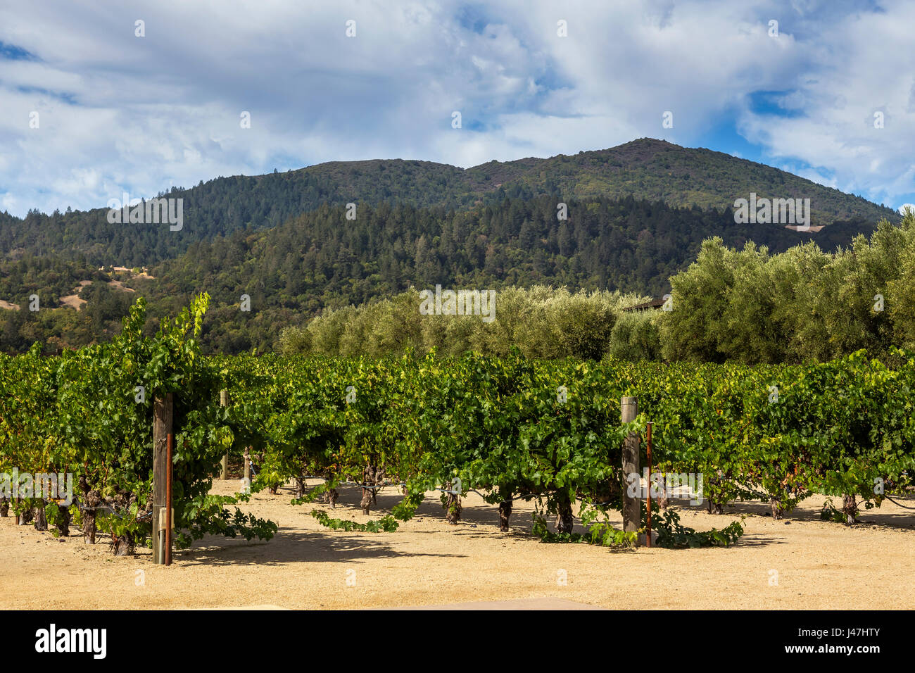 grape vineyard, vineyard, vineyards, Robert Mondavi Winery, Oakville, Napa Valley, Napa County, California Stock Photo