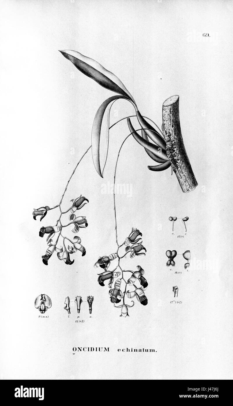 Oncidium brunleesianum as syn. Oncidium echinatum Fl.Br.3 6 69 Stock Photo