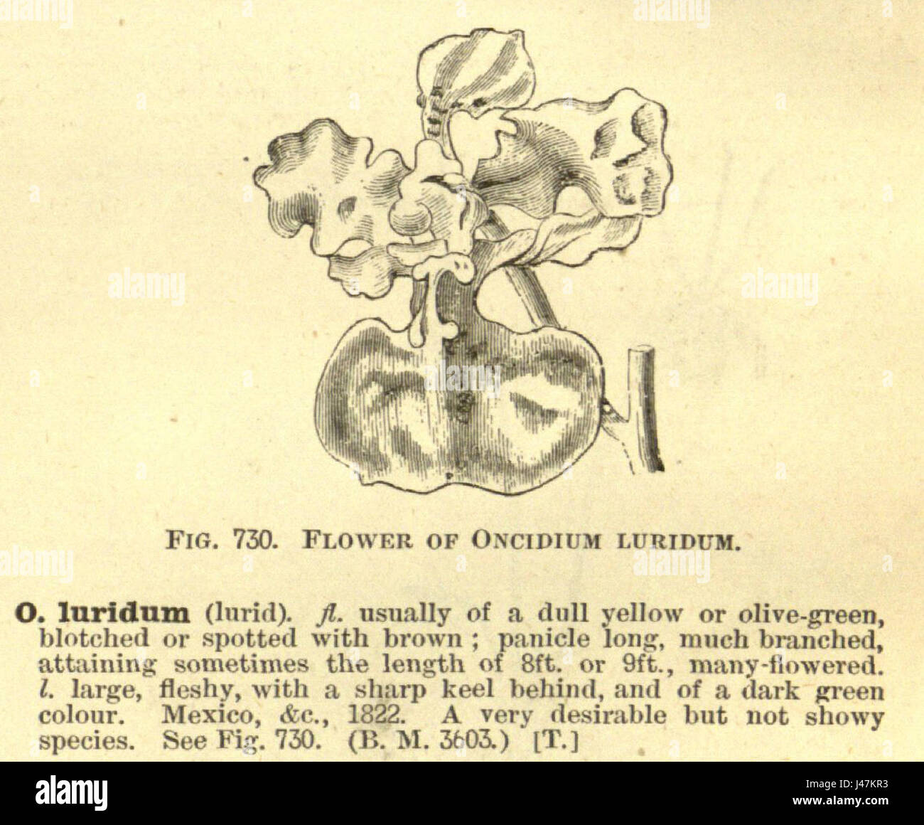 Oncidium luridum   cutout from Enc.Hort.5 487 (1884 1888) Stock Photo