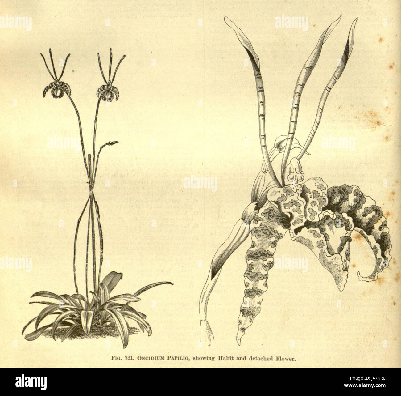 Oncidium papilio   cutout from Enc.Hort.5 488 (1884 1888) Stock Photo