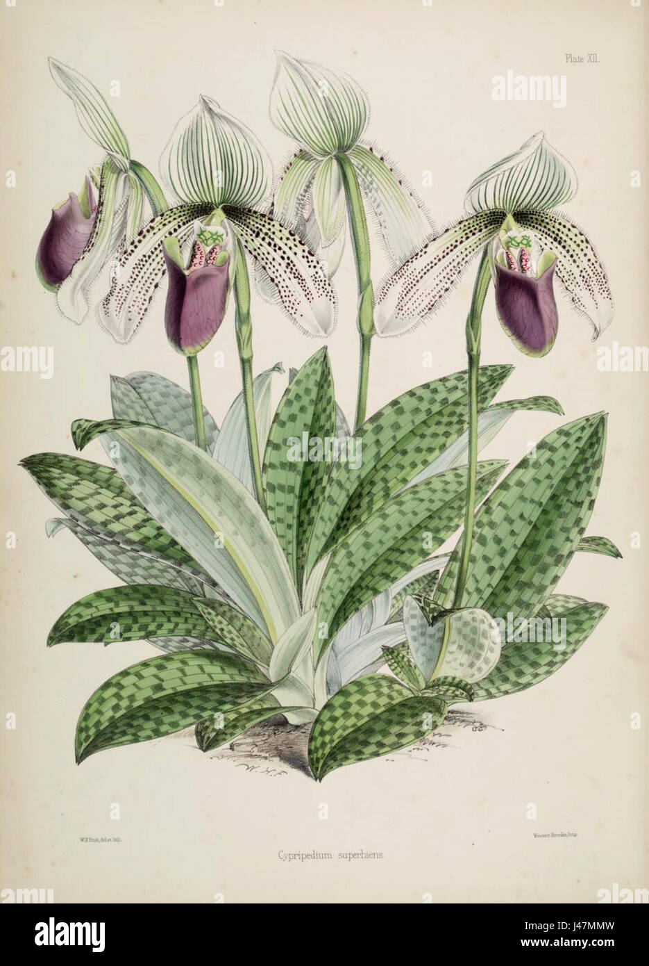 Paphiopedilum superbiens (as Cypripedium s.) Warner, Williams   Select orch. pl. 2nd pl. 12 (1865 1875) Stock Photo