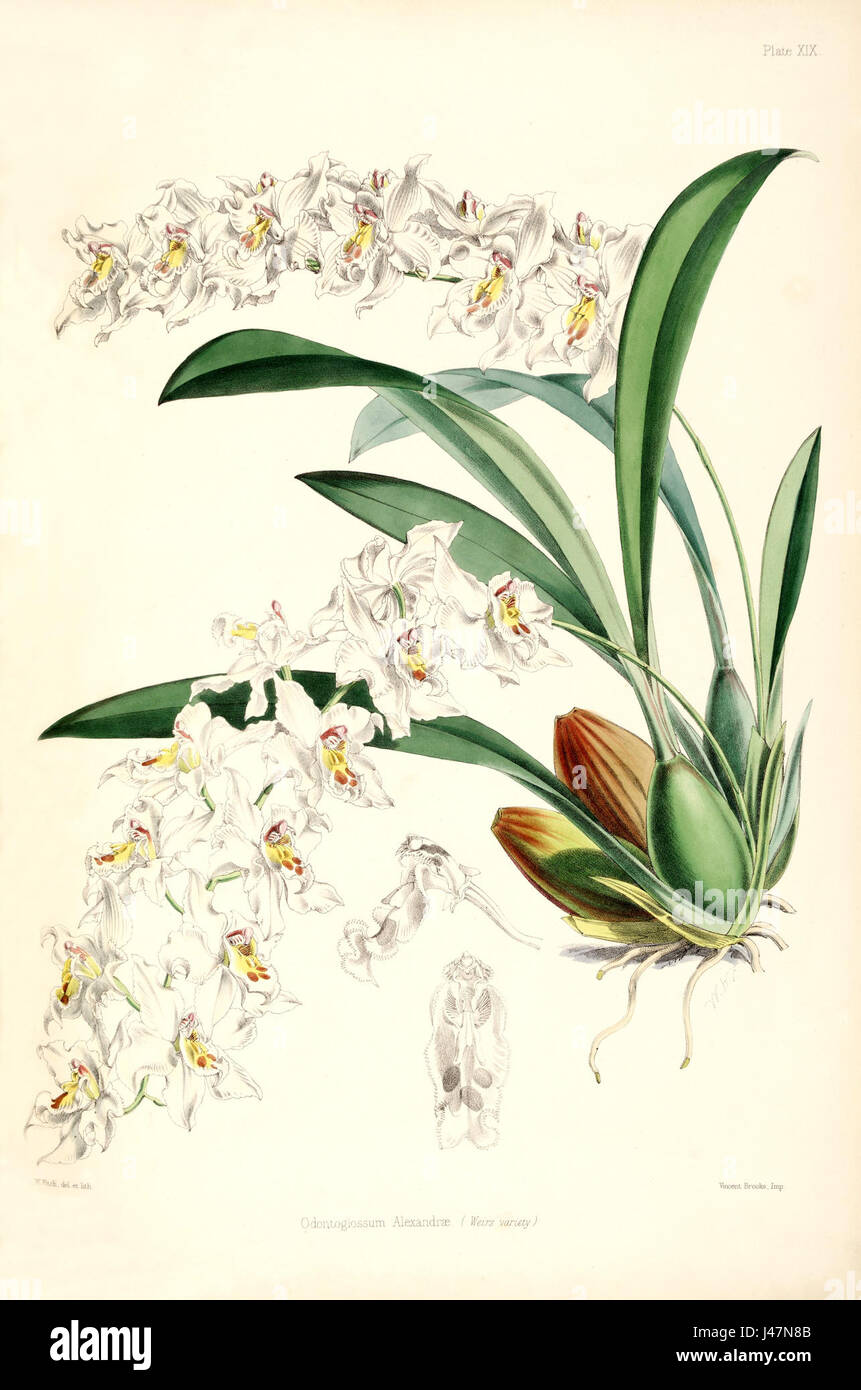 Odontoglossum crispum (as Odontoglossum alexandrae)   white var.   pl. 19   Bateman, Monogr.Odont Stock Photo