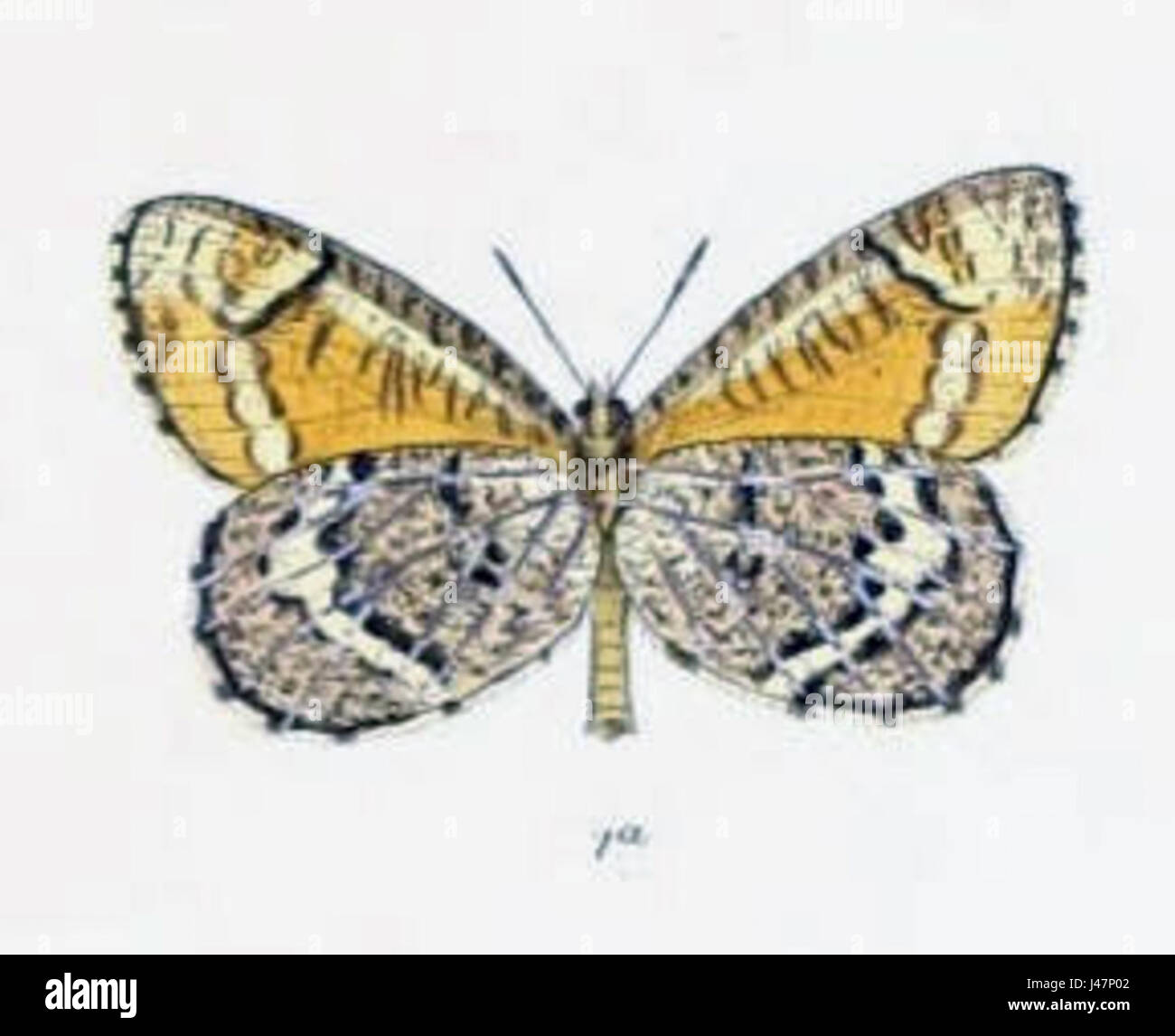 Parnees Insect Paroeneis Pumilus, commonly known as a species of fly, is studied for ...