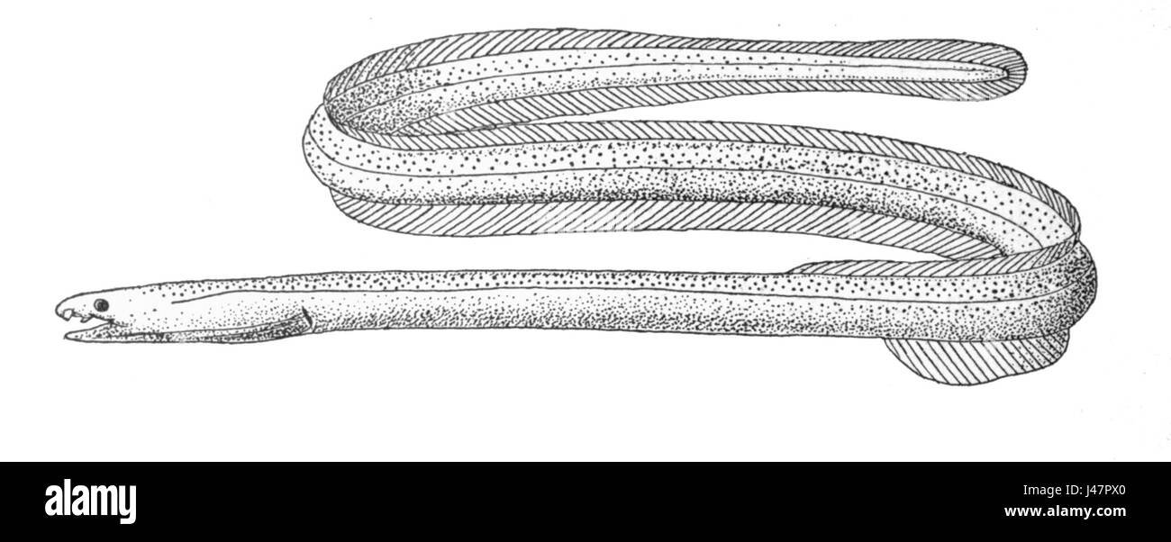 Muraenichthys gymnopterus Stock Photo